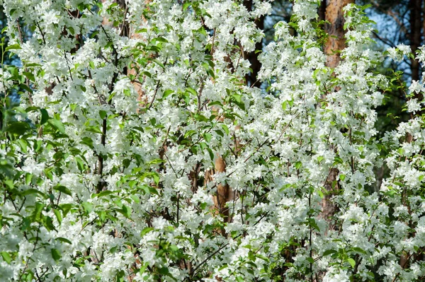 Kersenbloesems Een Zonnige Dag — Stockfoto