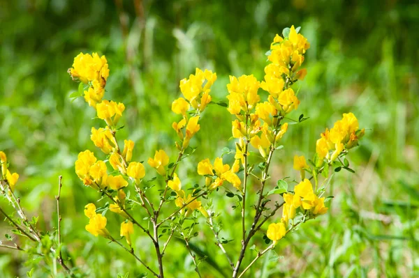 美丽的草地黄花 — 图库照片