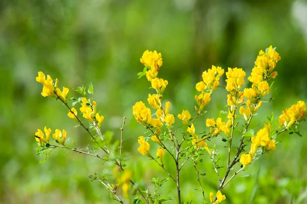 Piękne Łąki Żółte Kwiaty Słoneczny Dzień — Zdjęcie stockowe