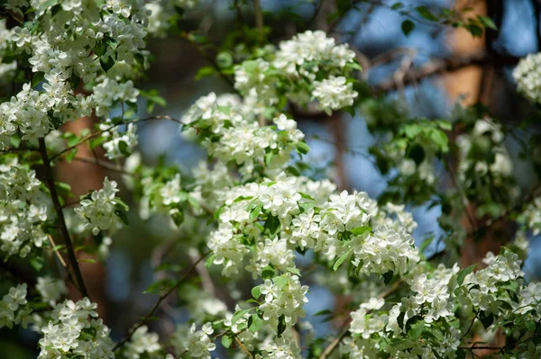 Cereja Pássaro Branco Floresta Primavera — Fotografia de Stock