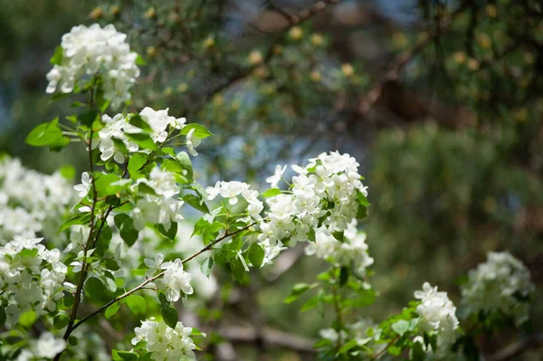 Rama Floreciente Bosque Día Soleado — Foto de Stock