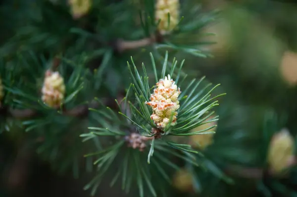 Green Little Pine Cone Branch — Fotografia de Stock