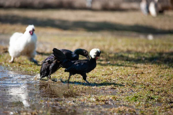 fighting duck and chicken on the water