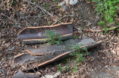 Ağaç kabuğu orman yolunda