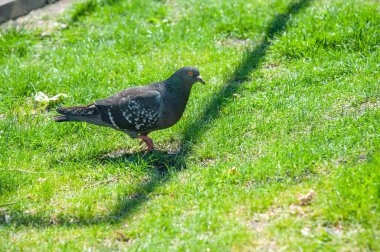 Bir güvercin bereketli yaz çimlerinde yürüyor.