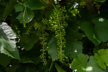 Bir demet genç üzüm, çiçek açan sarmaşıklar, bir yaz günü çiçek açan üzümler.