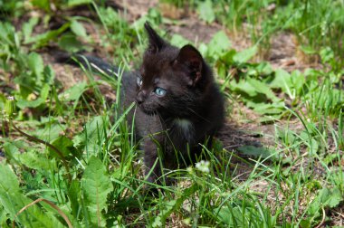 Siyah kedi çimenlerde yürüyor.