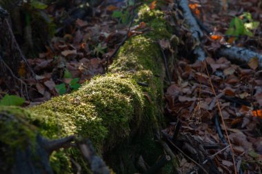 Yosun ile kaplanmış devrilmiş ağaç.