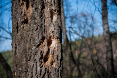 Ağaçkakan Hasarlı Ağaç Gövdesi