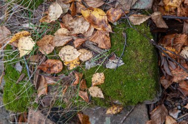 Yeşil yosun üzerinde sarı yapraklar, sonbahar duvar kağıtları