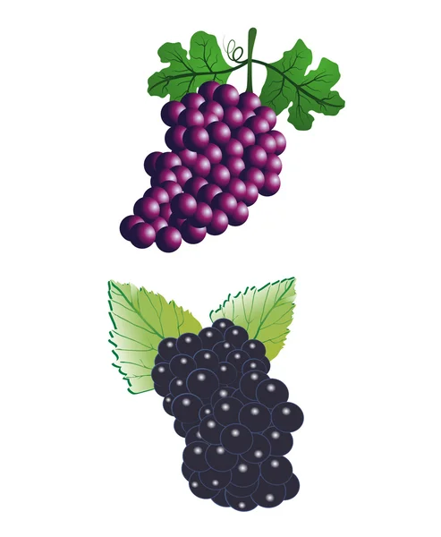 Bando de uvas —  Vetores de Stock