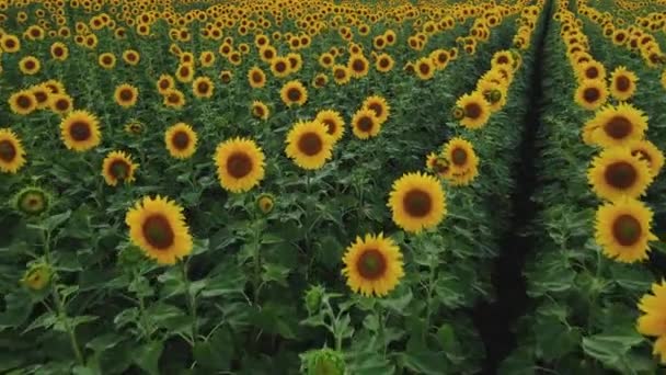 Flying Sunflower Field Sunset Calm Relaxing Video Flight Flowers Agricultural — Stockvideo