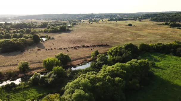 Drönare Flyger Över Kor Som Betar Vid Flod Landsbygden Jordbruk — Stockvideo