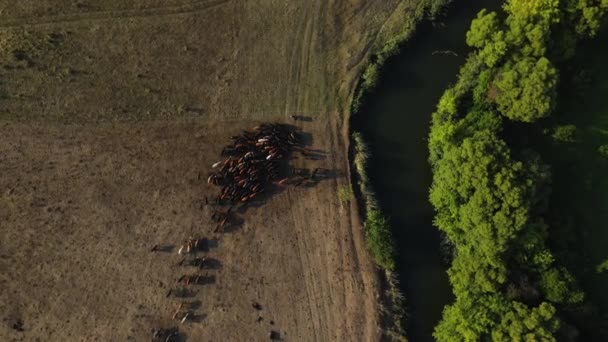 El dron está dando vueltas sobre un pasto de vaca — Vídeos de Stock