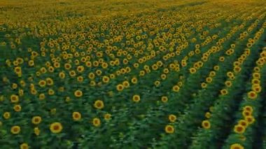 Gün batımında ayçiçeği tarlasında İHA uçuşu