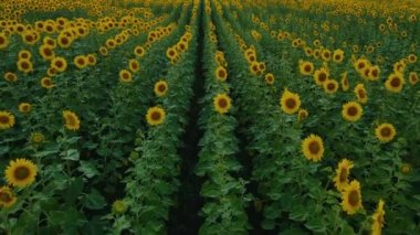 Gün batımında ayçiçeği tarlasında İHA uçuşu