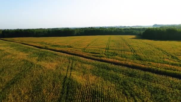 Dron lecący nad polem kukurydzy o wschodzie słońca — Wideo stockowe
