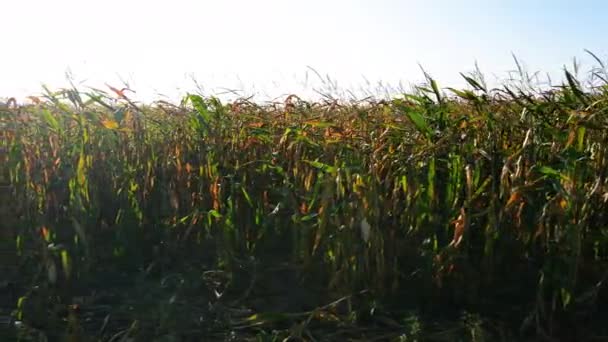 Latanie wzdłuż dużego pola kukurydzy o świcie — Wideo stockowe