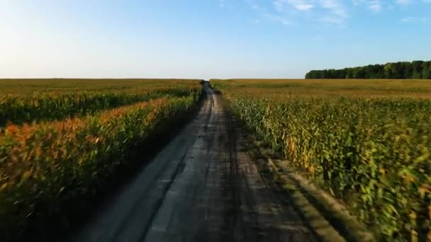 Dron lecący nad polem kukurydzy o wschodzie słońca — Wideo stockowe