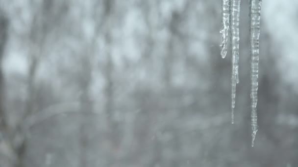 Сосульки на снежном фоне — стоковое видео