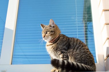 Yakın plan - evcil gri kedi pencere pervazında oturur pencerenin arka planına karşı