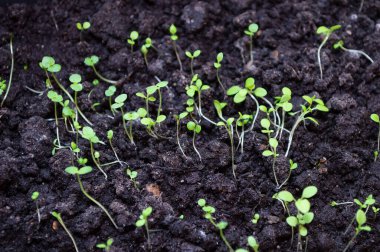 Yakın plan - biyo-toprakta büyüyen zayıf çiçek filizleri