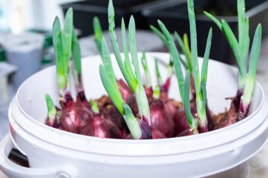 Yakın plan - evde beyaz bir kabın içinde yeşil soğan yetiştiriyorlar.