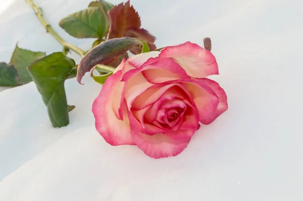 Primo Piano Una Rosa Tenera Bella Sdraiata Sulla Neve — Foto Stock