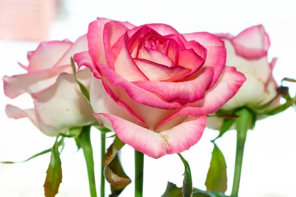 Zbliżenie Miękkie Różowe Róże Jasnym Tle — Zdjęcie stockowe