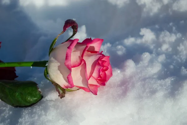 Крупным Планом Бледно Розовая Красивая Ледяная Роза Лежит Сыпучем Снегу — стоковое фото