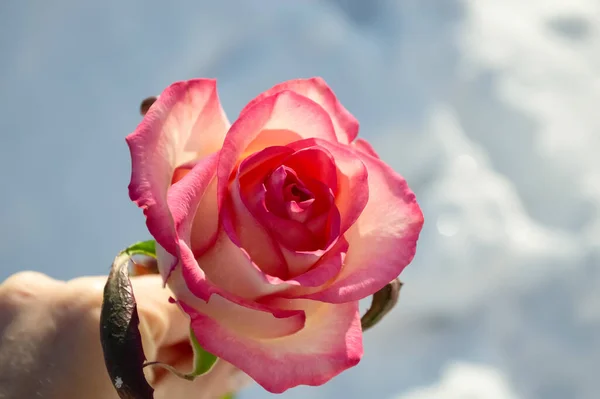 Zbliżenie Blado Różowa Piękna Róża Dłoni Mężczyzny Tle Śniegu — Zdjęcie stockowe