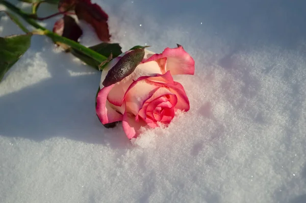 Close Une Rose Délicate Belle Rose Gèle Gèle Dans Neige — Photo