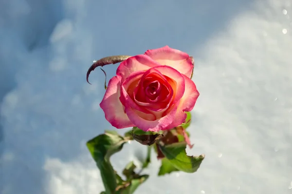 Zbliżenie Blado Różowa Róża Wśród Śniegu Lewej Cień Kolor Śniegu — Zdjęcie stockowe