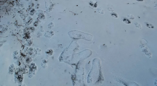 Nahaufnahme Fußspuren Eines Mannes Und Eines Hundes Schnee Abend — Stockfoto