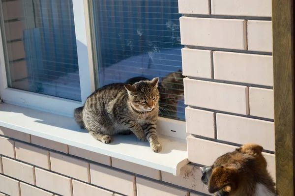 Close Gray Cat Sitting Window House Staring Dog — Stock Photo, Image