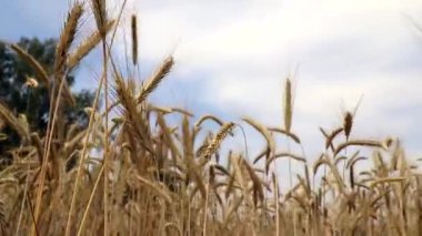 Altın buğday tarlası ve rüzgarda sallanan buğday kulakları. Buğday tarlası hasat için hazır. Yakın plan..