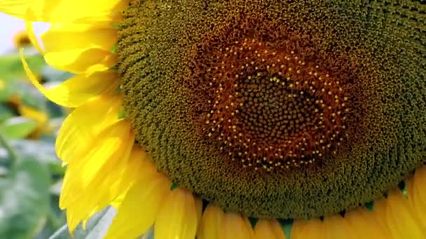 Gelber Sonnenblumenkopf Blüht Auf Einem Feld Sonnenblume Wiegt Sich Wind — Stockvideo