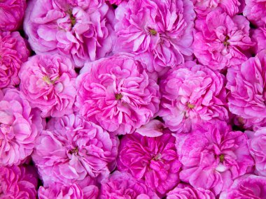 Gül çiçeği arkaplan, üst manzara. Pembe yabani güller.