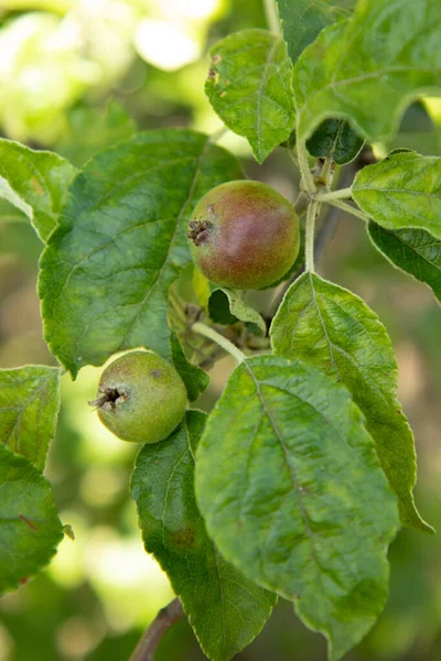 Green unripe apples and leaves on branch of apple tree growing in the garden.