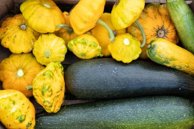 Sarı kabak ve yeşil kabak, taze sebze hasadı, üst manzara.