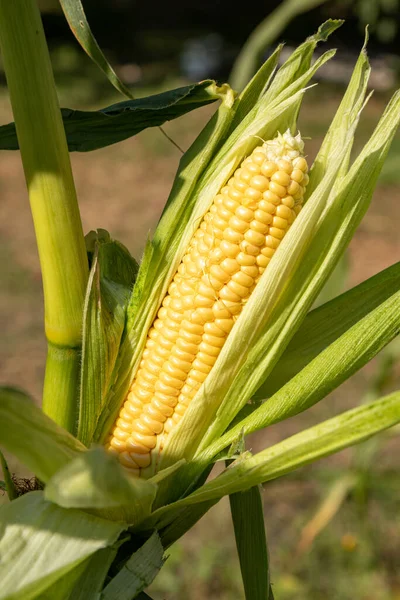 Maïskolf Met Groene Bladeren Stengel Veld Tuin Close — Stockfoto