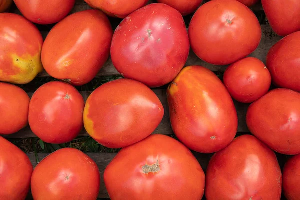 Background Red Whole Tomatoes Useful Fresh Vegetables Harvest Home — Stock Photo, Image