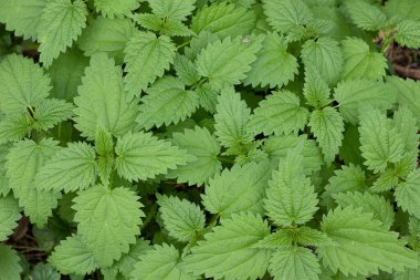 Taze ısırgan otu yaprakları arka plan, ısırgan otlarının en üst görünümü, doğa yeşil yapraklar arka plan