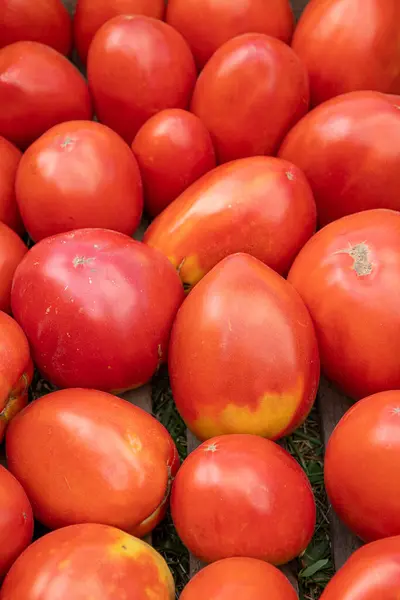 Background Red Whole Tomatoes Useful Fresh Vegetables Harvest Home — Stock Photo, Image