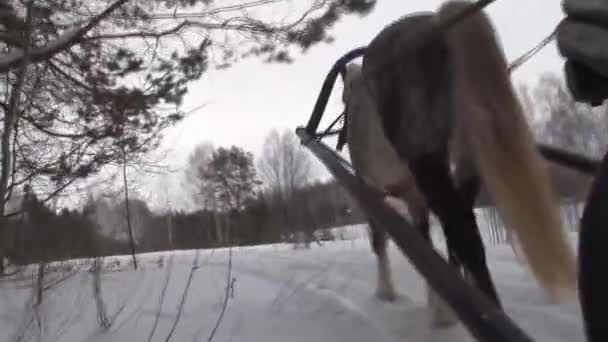 A horse harnessed to a sleigh moves through a snowy forest. — Stock Footage Horse Harnessed Sleigh Moves Snowy Forest Royalty Free Stock Footage