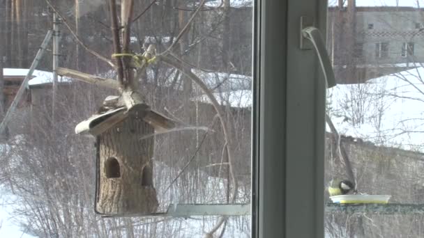 Bullfinches, tits and sparrows near the trough by the window. — Stock Footage Bullfinches Tits Sparrows Trough Window Stock Video