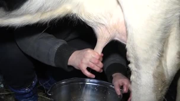 Ve stodole na vesnickém dvoře dojička ručně dojí krávu. Život na venkově.