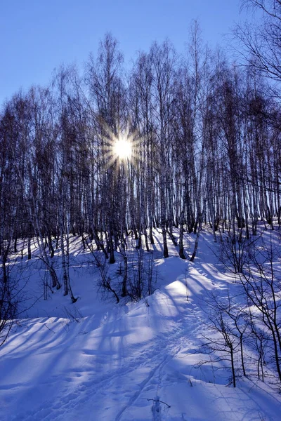 The bright spring sun shines through a rare young birch forest and forms radially diverging shadows from tree trunks on the snow.