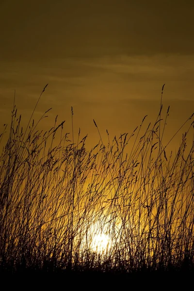 Warm spring sunset. The sun sets in light cirrus clouds