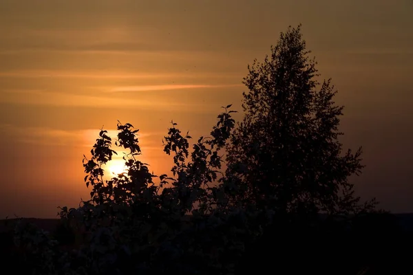 Warm spring sunset. The sun sets in light cirrus clouds